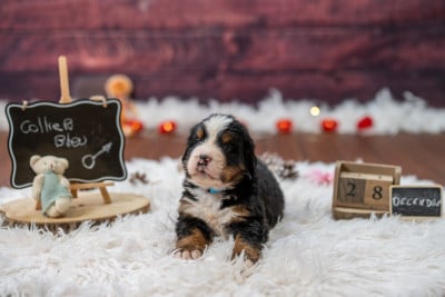 Les chiots de Bouvier Bernois