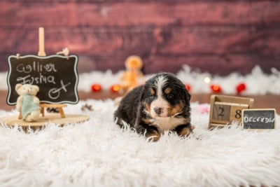 Les chiots de Bouvier Bernois