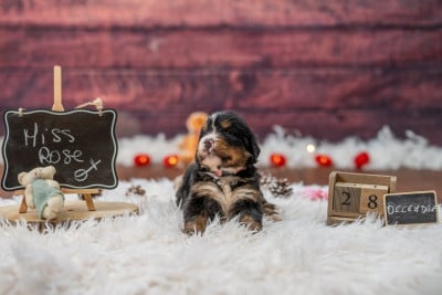 Les chiots de Bouvier Bernois