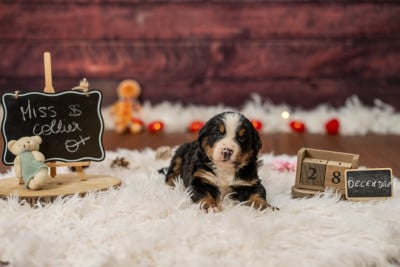 Les chiots de Bouvier Bernois