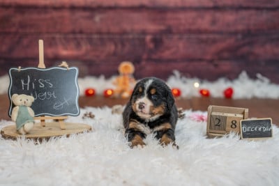 Les chiots de Bouvier Bernois