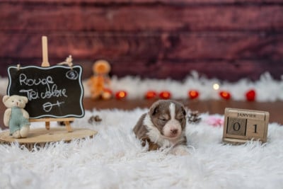 Les chiots de Berger Américain Miniature