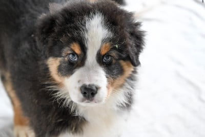 Les chiots de Berger Australien