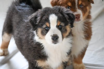 Les chiots de Berger Australien