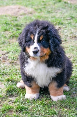 Les chiots de Bouvier Bernois