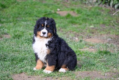 Les chiots de Bouvier Bernois
