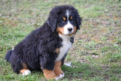 Les chiots de Bouvier Bernois