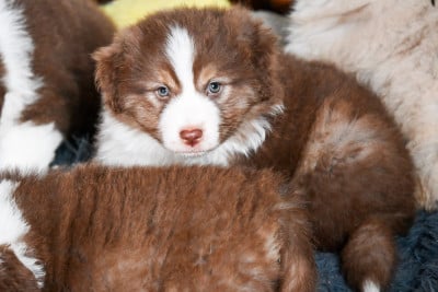 Les chiots de Berger Américain Miniature 