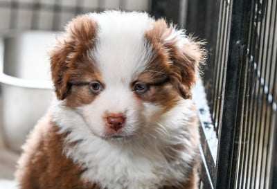Les chiots de Berger Américain Miniature 