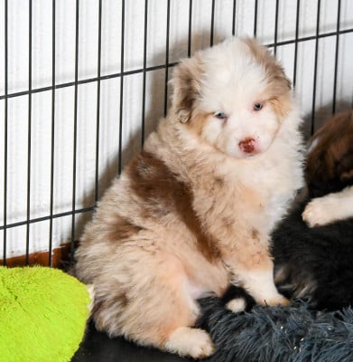 Les chiots de Berger Américain Miniature 