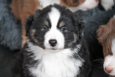 Les chiots de Berger Américain Miniature 