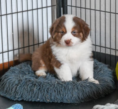 Les chiots de Berger Américain Miniature 