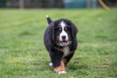 Les chiots de Bouvier Bernois