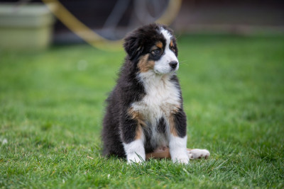 Les chiots de Berger Australien