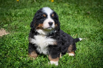 Les chiots de Bouvier Bernois