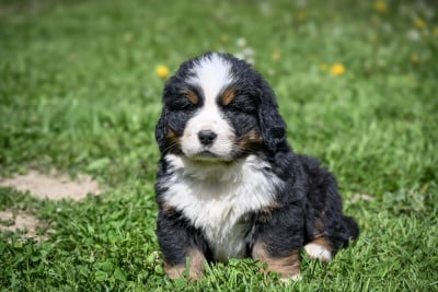 Les chiots de Bouvier Bernois