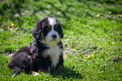 Les chiots de Bouvier Bernois