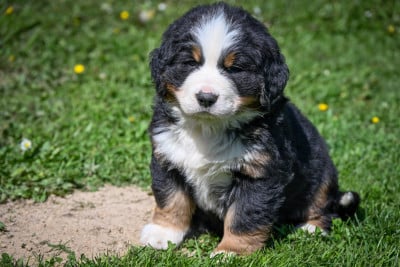 Les chiots de Bouvier Bernois
