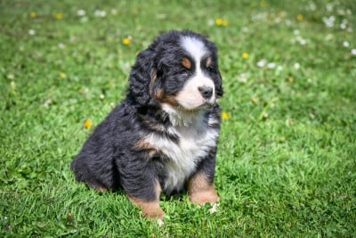 Les chiots de Bouvier Bernois