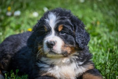 Les chiots de Bouvier Bernois