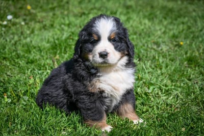 Les chiots de Bouvier Bernois