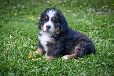 Les chiots de Bouvier Bernois