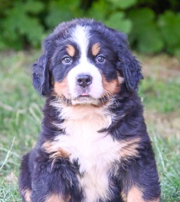 Les chiots de Bouvier Bernois