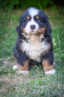 Les chiots de Bouvier Bernois