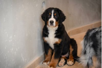 Les chiots de Bouvier Bernois