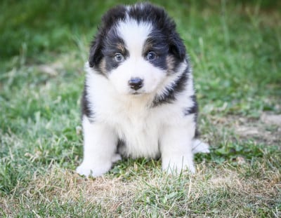 Les chiots de Berger Australien