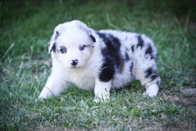 Les chiots de Berger Australien