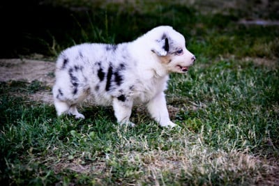 Les chiots de Berger Australien