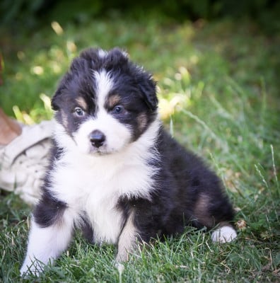 Les chiots de Berger Australien