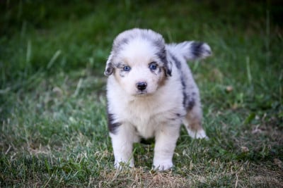 Les chiots de Berger Australien