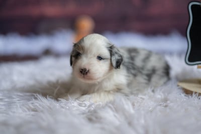 Les chiots de Berger Américain Miniature 