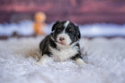 Les chiots de Berger Américain Miniature 