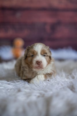 Les chiots de Berger Américain Miniature 