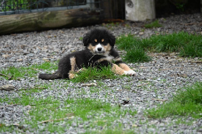 Les chiots de Berger Américain Miniature 