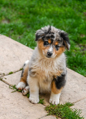 Les chiots de Berger Américain Miniature 