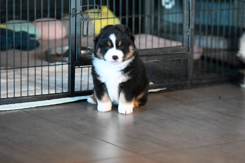 Berger Américain Miniature 