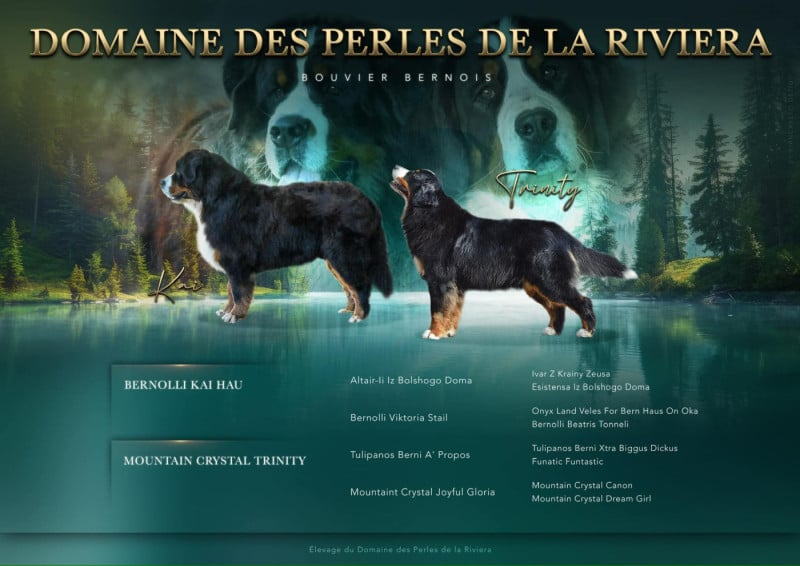 Bouvier Bernois - Domaine des Perles de la Riviera