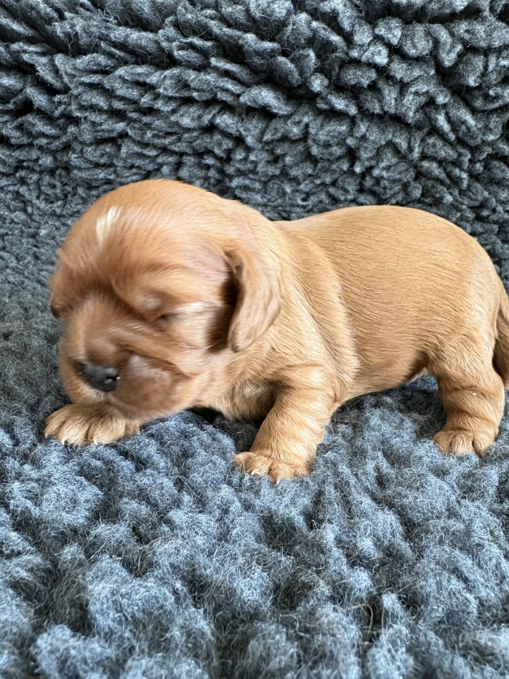 CHIOT 3 - Cavalier King Charles Spaniel