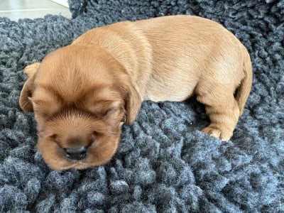 Les chiots de Cavalier King Charles Spaniel