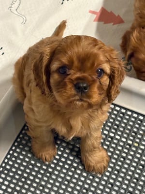 Les chiots de Cavalier King Charles Spaniel