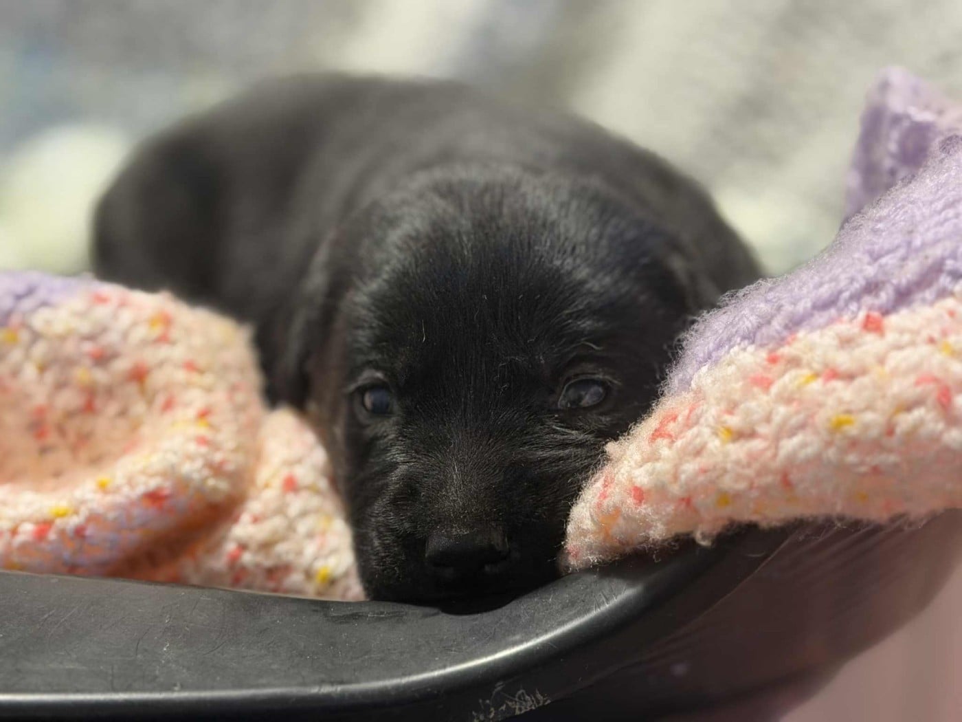 CHIOT 1 - Labrador Retriever