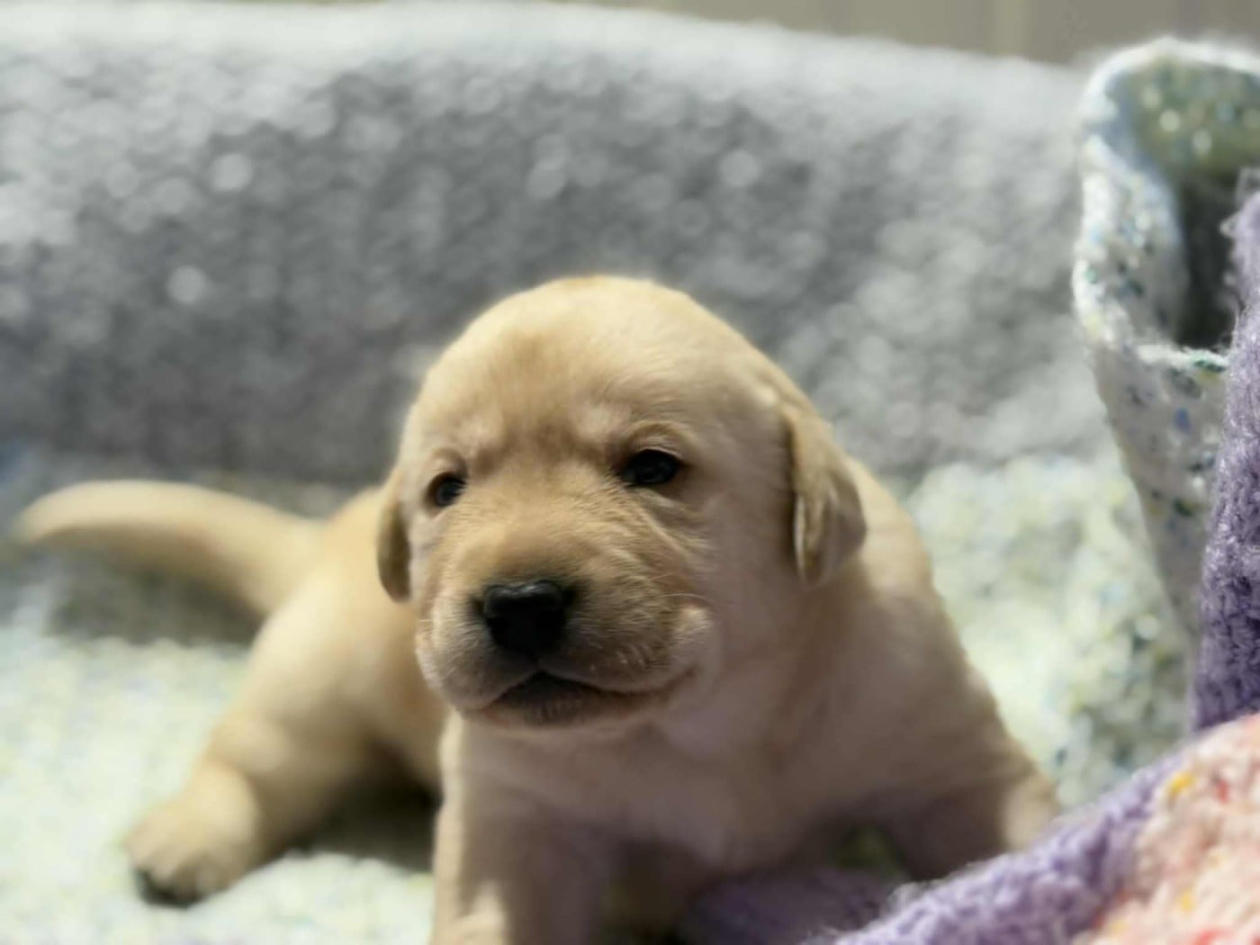 CHIOT 2 - Labrador Retriever