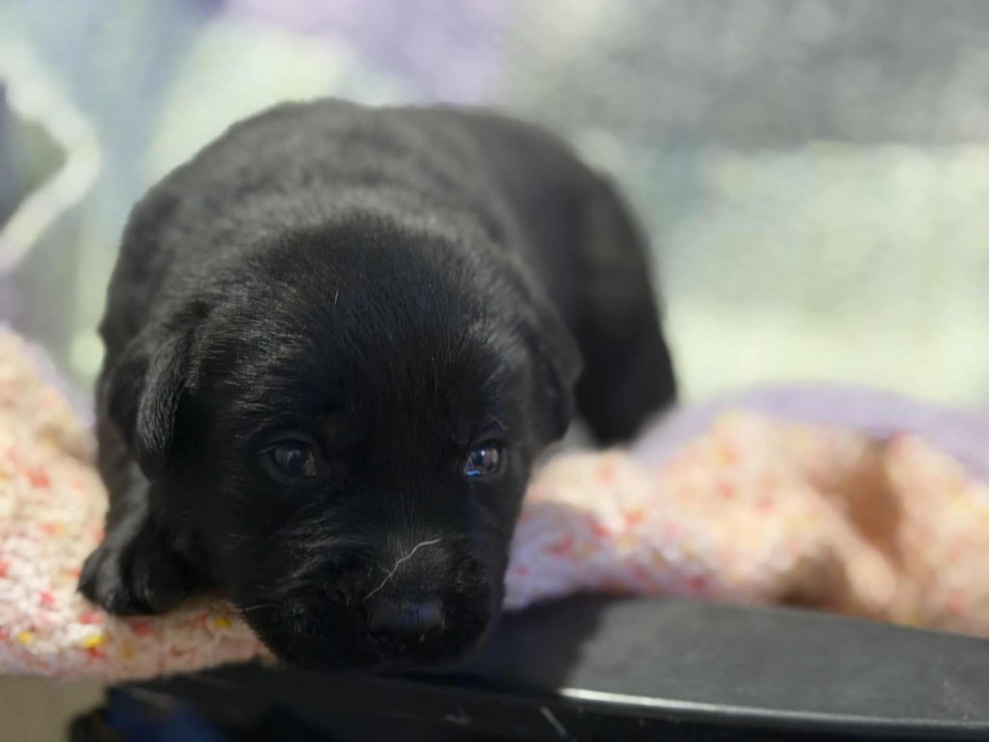 CHIOT 3 - Labrador Retriever