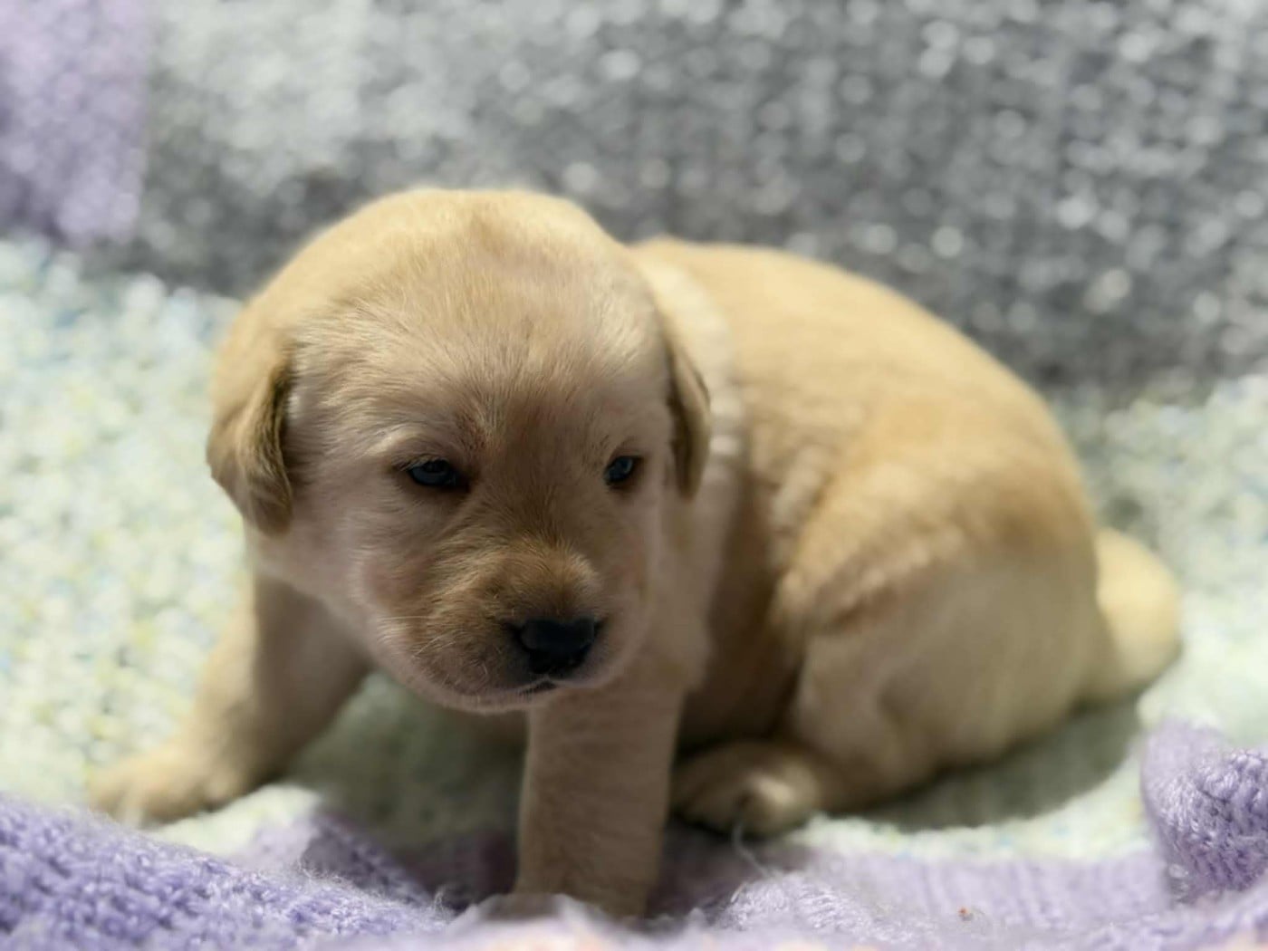 CHIOT 4 - Labrador Retriever