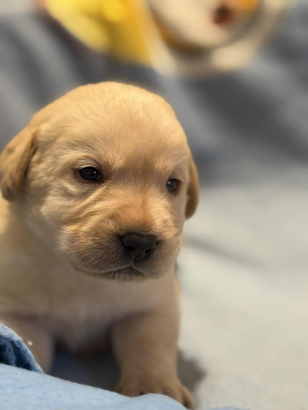 CHIOT 5 - Labrador Retriever