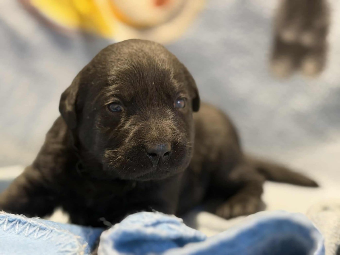 CHIOT 6 - Labrador Retriever